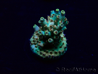 WYSIWYG Acropora Maricoltura acclimatata a LED