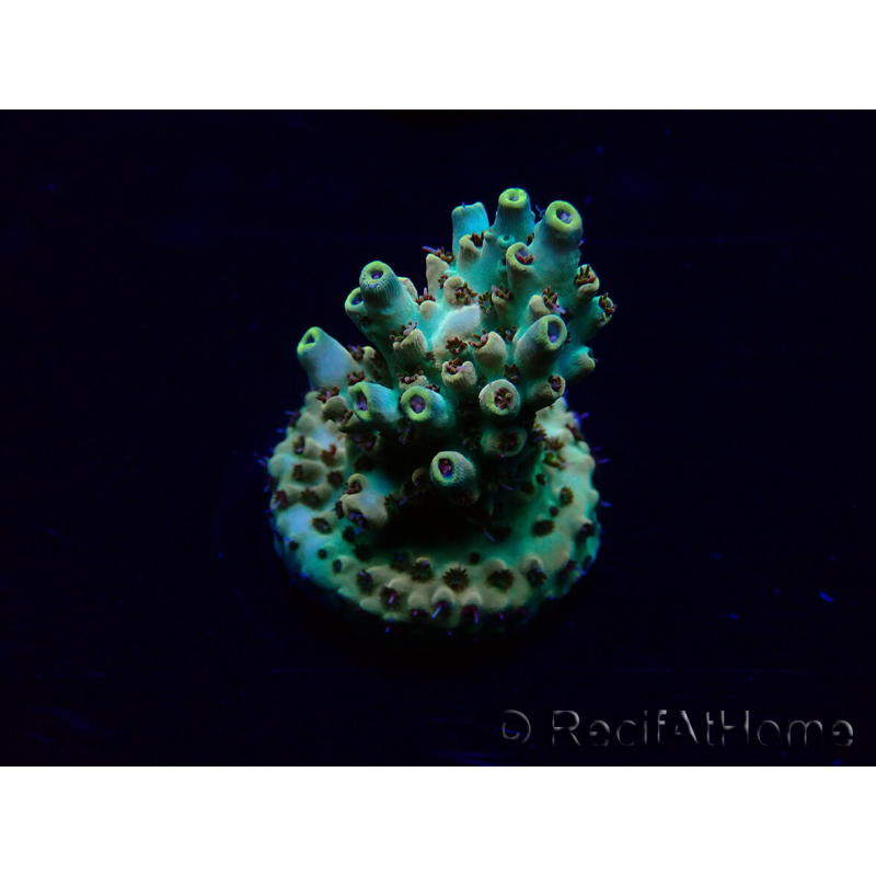 WYSIWYG Acropora 15X1 Mariculture acclimaté led