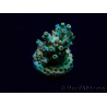 WYSIWYG Acropora 15X1 Mariculture acclimaté led