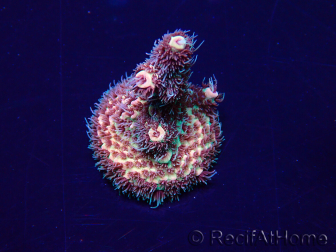 WYSIWYG Acropora millepora Maricultuur geacclimatiseerd LED
