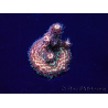 WYSIWYG Acropora millepora Maricultuur geacclimatiseerd LED