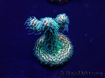WYSIWYG Acropora millepora 15F8 Mariculture acclimaté led