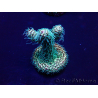WYSIWYG Acropora millepora 15F8 Mariculture acclimaté led