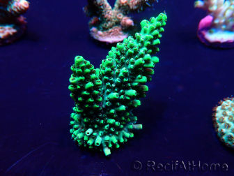 WYSIWYG Acropora Marikultur akklimatisiert LED