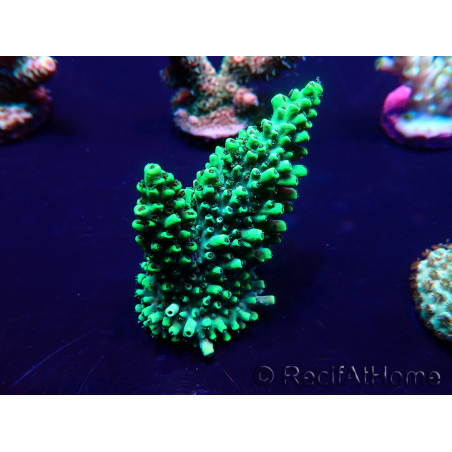 WYSIWYG Acropora 15H6 Mariculture acclimaté led