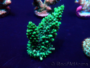 WYSIWYG Acropora 15H6 Mariculture acclimaté led