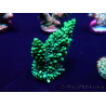 WYSIWYG Acropora Marikultur akklimatisiert LED