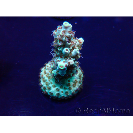 WYSIWYG Acropora Marikultur akklimatisiert LED