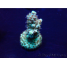 WYSIWYG Acropora Maricultuur geacclimatiseerd LED