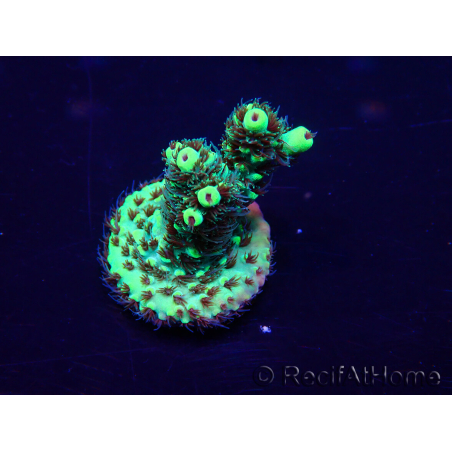 WYSIWYG Acropora millepora Maricultura acclimatato led