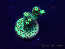 WYSIWYG Acropora millepora Mariculture acclimaté led