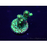 WYSIWYG Acropora Marikultur akklimatisiert LED