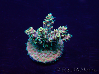 WYSIWYG Acropora akklimatisiert LED