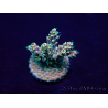 WYSIWYG Acropora 15K7 Mariculture acclimaté led