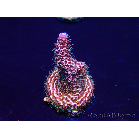 WYSIWYG Acropora Maricoltura acclimatata a led