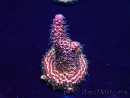 WYSIWYG Acropora Mariculture acclimaté led