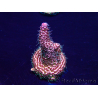 WYSIWYG Acropora millepora15K8 Mariculture acclimaté led