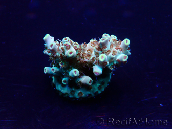 WYSIWYG Acropora Maricultura aclimatada led