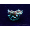 WYSIWYG AcroporaMariculture acclimated LED