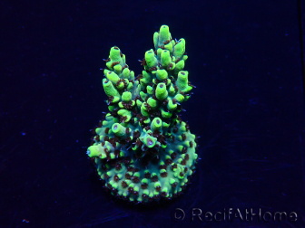 WYSIWYG Acropora 15M11 Mariculture acclimaté led