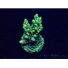 WYSIWYG Acropora 15M11 Mariculture acclimaté led