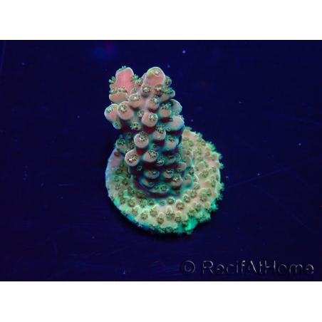 WYSIWYG Acropora Maricultura aclimatada led