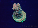 WYSIWYG Acropora Marikultur akklimatisiert LED