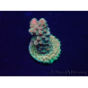 WYSIWYG Acropora Marikultur akklimatisiert LED