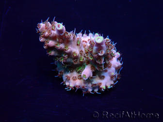 WYSIWYG Acropora 15N11 Mariculture acclimaté led