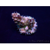 WYSIWYG Acropora 15N11 Mariculture acclimaté led
