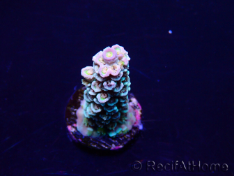 WYSIWYG Acropora Acclimated LED