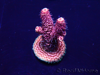 WYSIWYG Acropora millepora 15O9 Mariculture Acclimaté led