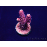 WYSIWYG Acropora Marikultur akklimatisiert LED