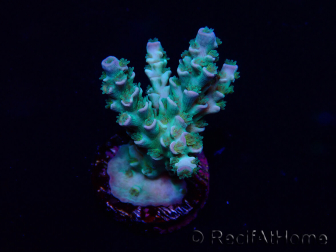 WYSIWYG Acropora Marikultur akklimatisiert LED