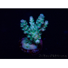 WYSIWYG Acropora Marikultur akklimatisiert LED