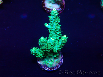 WYSIWYG Acropora 15Q1 Mariculture acclimaté led