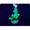 WYSIWYG Acropora Mariculture acclimated LED