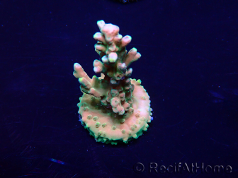 WYSIWYG Acropora 15R1 Mariculture acclimaté led