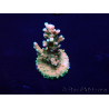 WYSIWYG Acropora 15R1 Mariculture acclimaté led