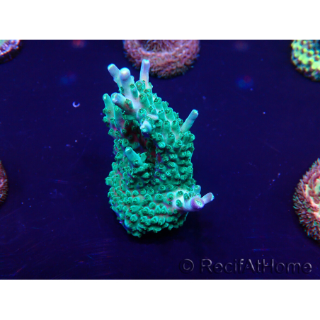 WYSIWYG Acropora Maricultura aclimatada LED