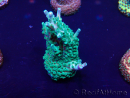 WYSIWYG Acropora Maricultuur geacclimatiseerd LED