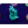 WYSIWYG Acropora Maricultuur geacclimatiseerd LED