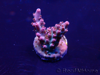 WYSIWYG Acropora 15V6 Mariculture acclimaté led