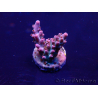 WYSIWYG Acropora 15V6 Mariculture acclimaté led