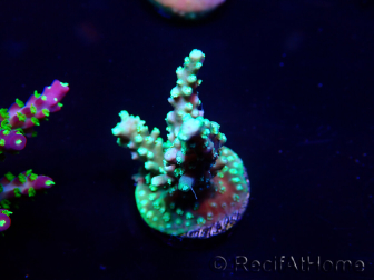 WYSIWYG Acropora 15V12 Mariculture acclimaté led