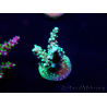 WYSIWYG Acropora Marikultur akklimatisiert LED