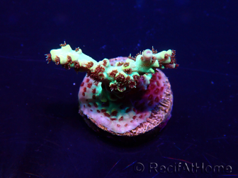 WYSIWYG Acropora 15W1 Mariculture acclimaté led
