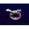 WYSIWYG Acropora 15W1 Mariculture acclimaté led