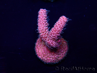 WYSIWYG Acropora 15W9 Mariculture acclimaté led