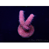 WYSIWYG Acropora 15W9 Mariculture acclimaté led